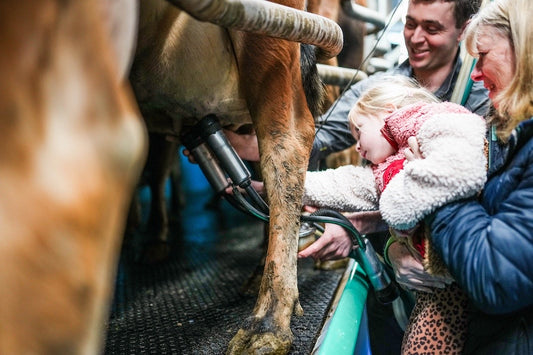 Milking Tour
