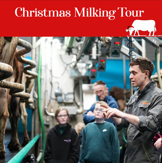 Christmas Milking Tour